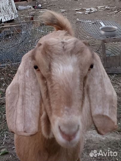 Продам Кози