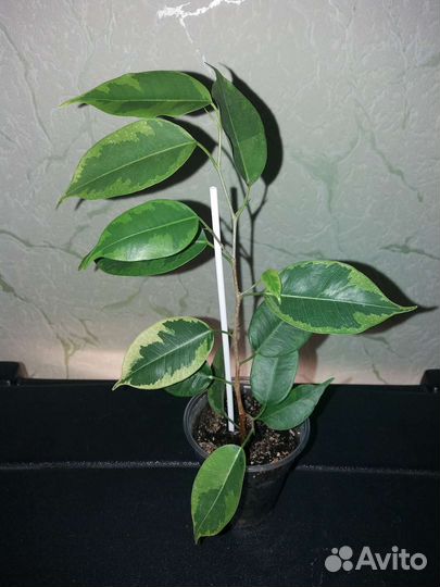 Сортовые фикусы