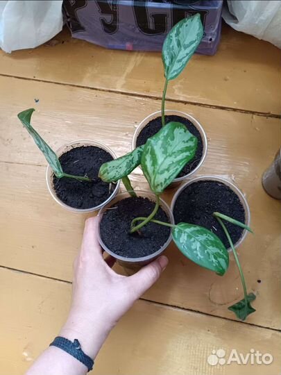 Аглаонема цветок