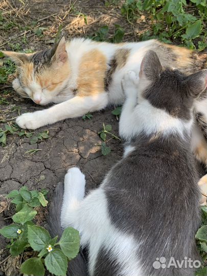 Отдам бесплатно кошек