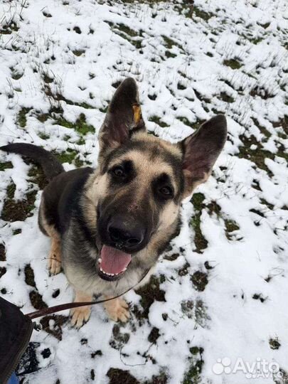 Дрессировка собак