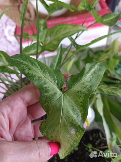 Сингониум ушковатый