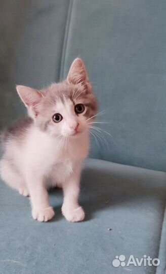 Котёнок, девочка, 1,5 месяца