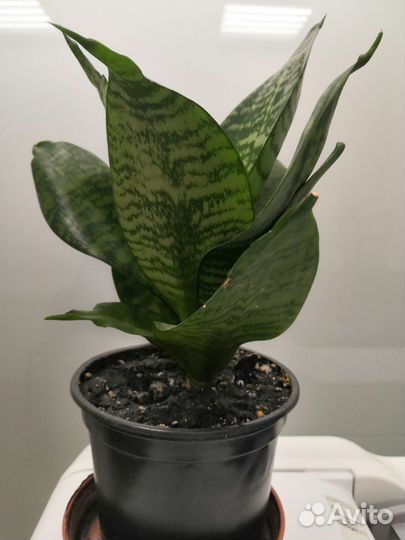 Комнатные растения