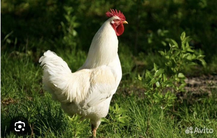 Продается молодой петух