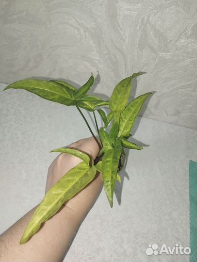 Сингониум а Ангустатум