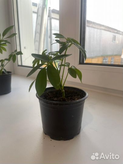 Комнатные цветы шефлера