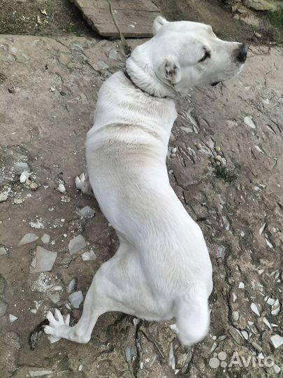 Собака алабай