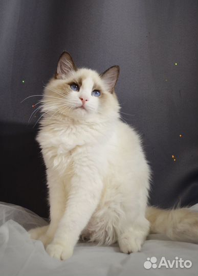 Яркий котенок регдолл