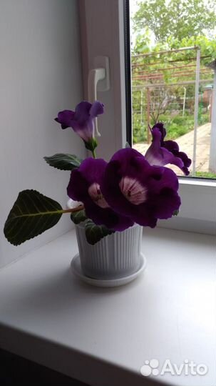 Комнатные цветы