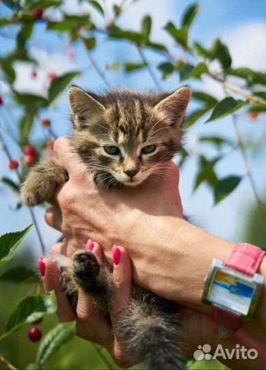 Котенок девочка 2,5мес