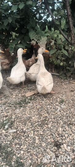 Утка стар 53