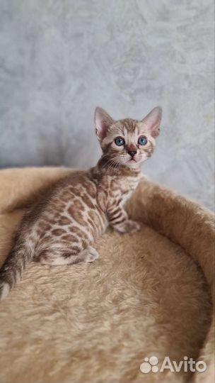 Котята бенгальские