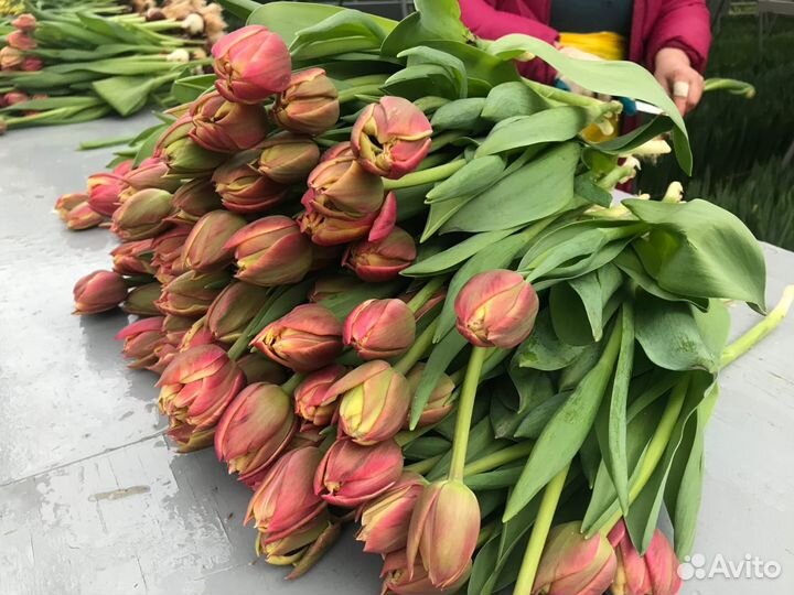 Тюльпаны к 8 марта оптом