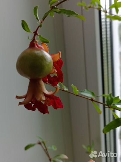 Комнатный декоративный гранат