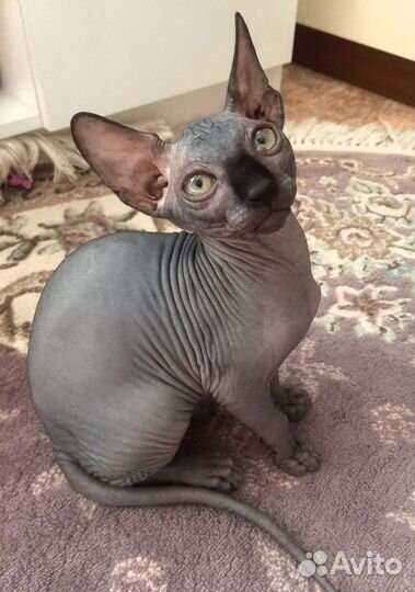Канадский сфинкс котенок