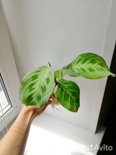 Растения разные