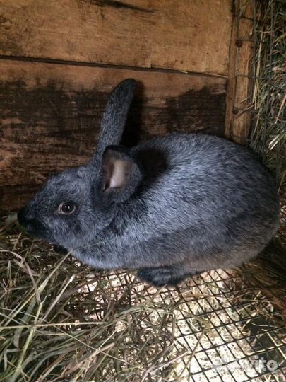 Продам кроликов