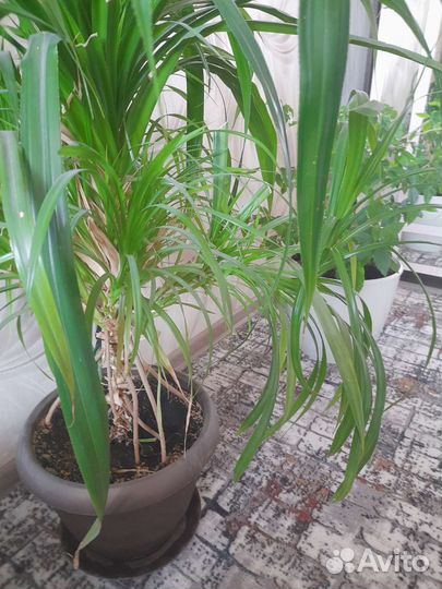 Панданус отросток