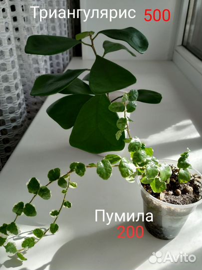 Фикус. Филодендрон