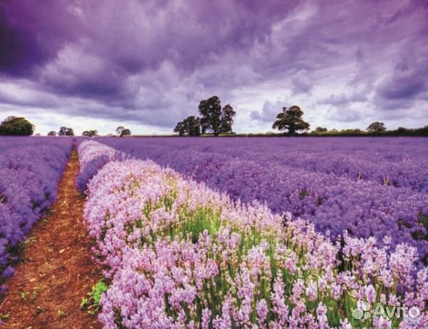 Алмазная мозаика 40x50 Сиреневое поле цветов