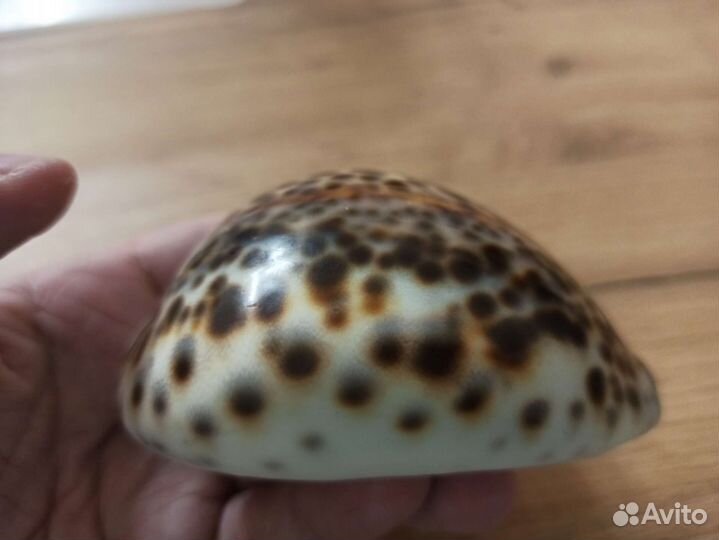 Морская раковина