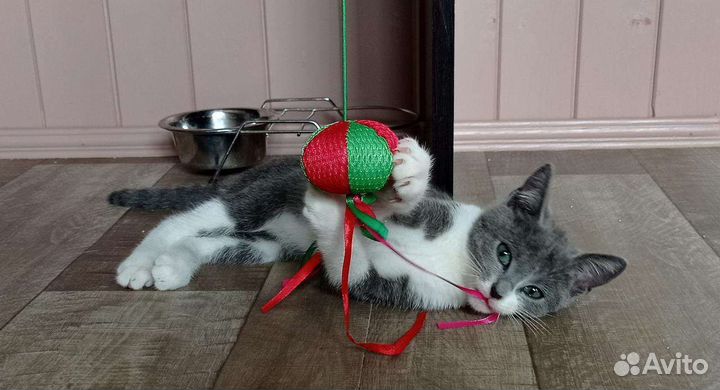 Котята в добрые руки бесплатно