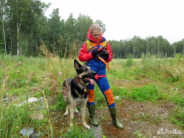 Кинолог. Дрессировка собак