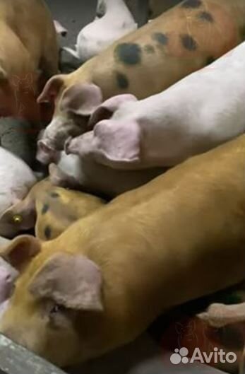 Мясо деревенское,свинина. Убой,доставка завтра