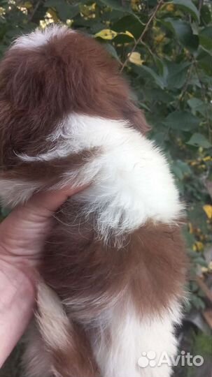 Шоколадные Ши