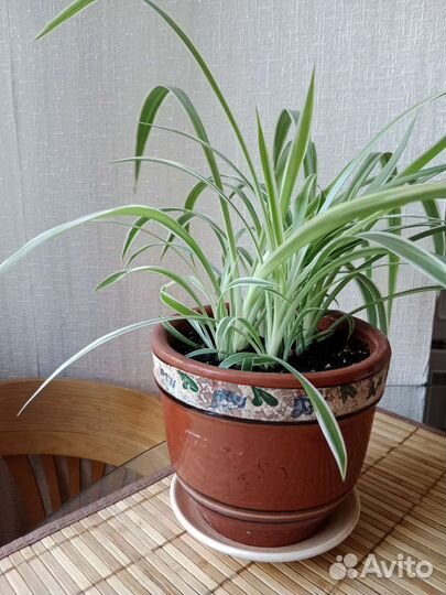 Хлорофитум