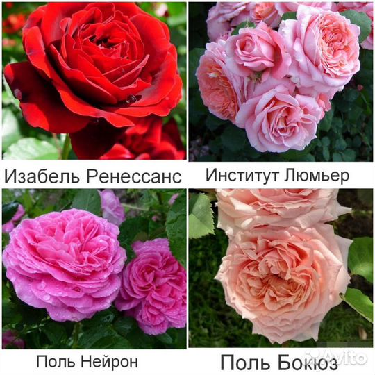 Парковые розы, Шрабы