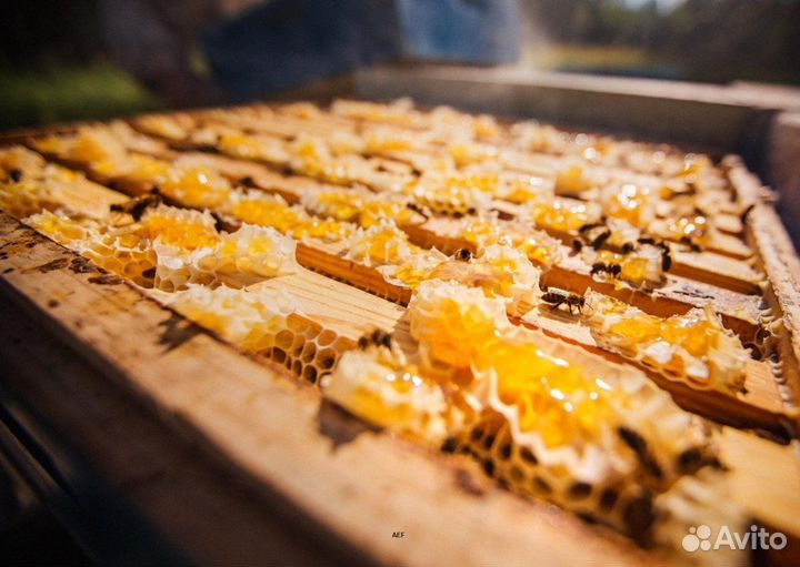 2024 Мёд натуральный из Алтая опт