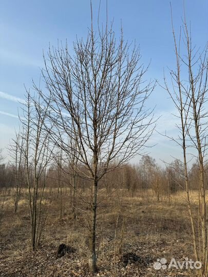 Клен остролистный