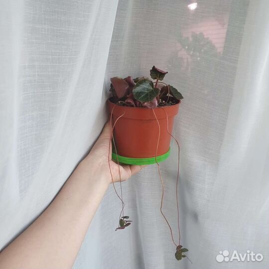 Камнеломка комнатная