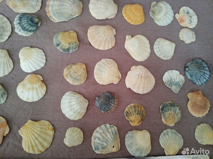 Морские ракушки
