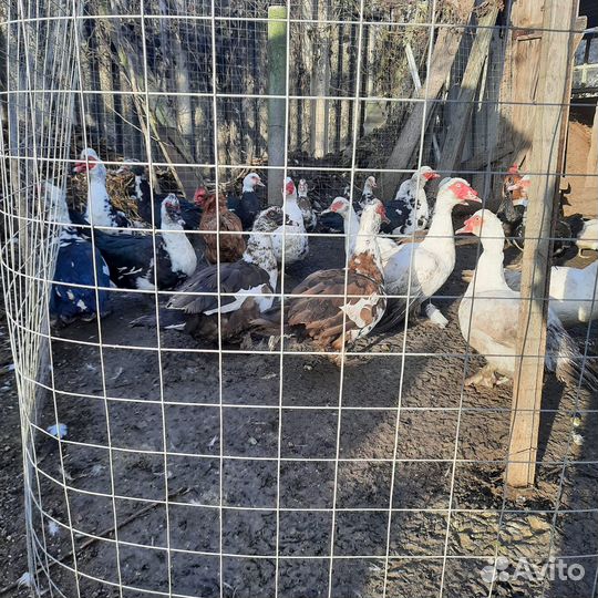 Продам индоуток