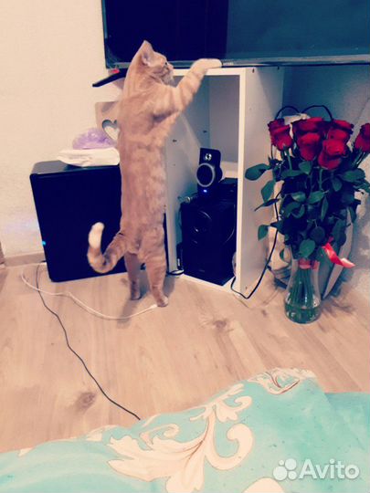 Вязка