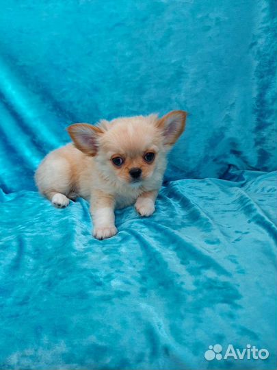 Чихуахуа длинношерстный мальчишечка