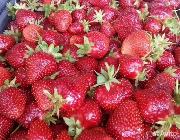 Рассада клубники Лорд