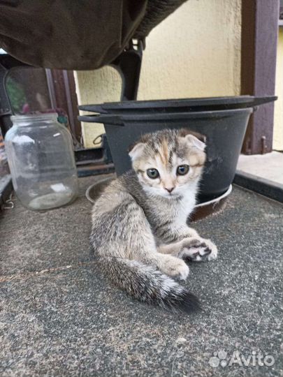 Котенок,девочка. Ждёт своего хозяина