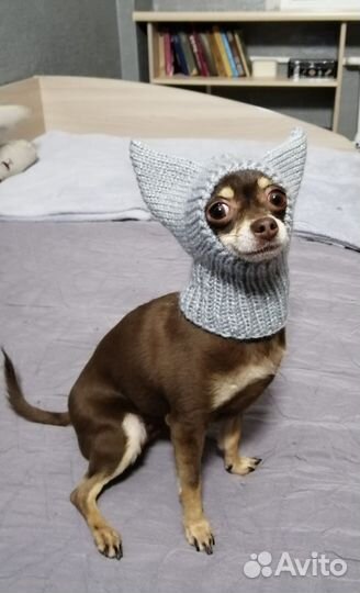 Шапка для маленькой собаки