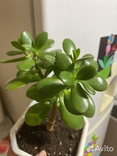 Денежное дерево