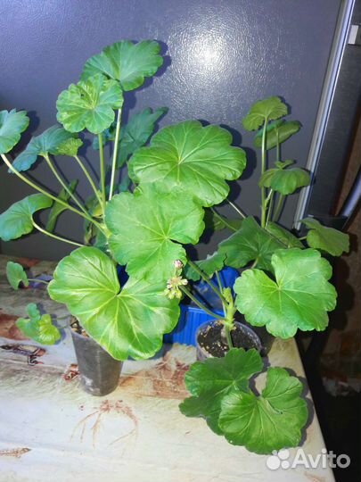 Гиперастум, Герань