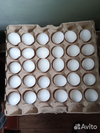 Домашние куриные яйца