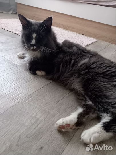 Мейн-кун в добрые руки