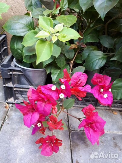 Бугенвеллия