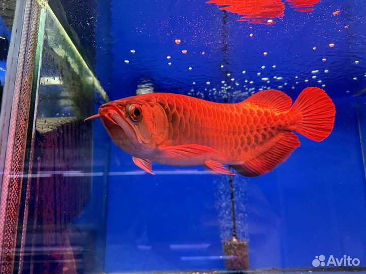 Аквариумные рыбки с доставкой Москва, Регионы