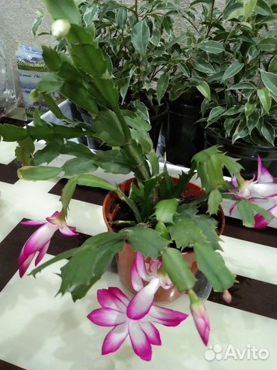 Алоэ /цветы