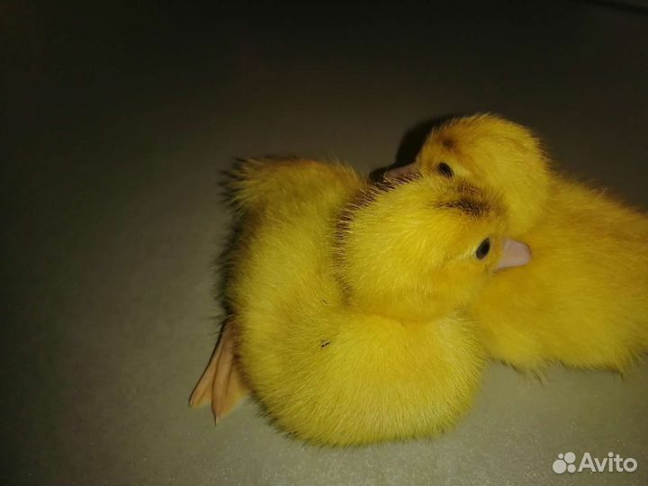 Мускусные утята